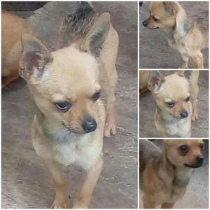 Chihuahua con Pedigree
