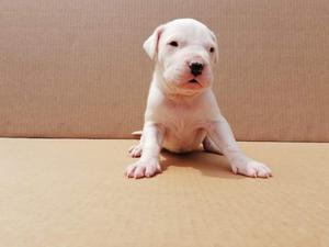 Dogo Argentino