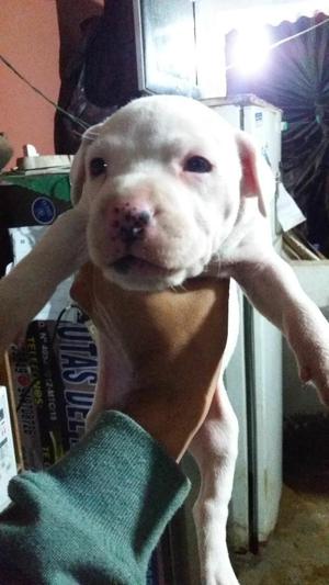 Hermoso Cachorro Pitbull Albino