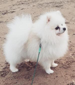 Pomerania Pomposo Peludoss