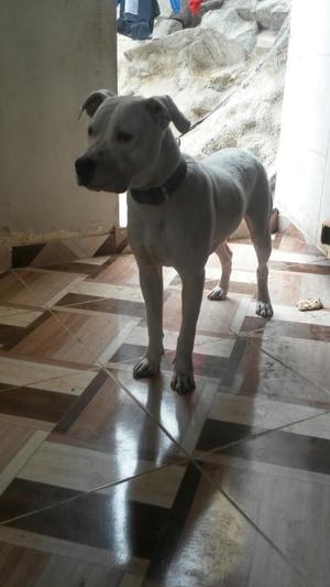 Remato Mi Cachorro D 8 Meses.rraza Dogi