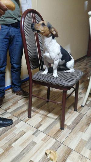 Servicio de monta Jack Russell