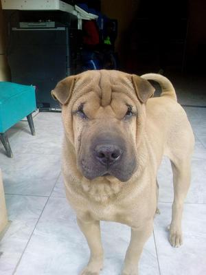 Sharpei raza pura 