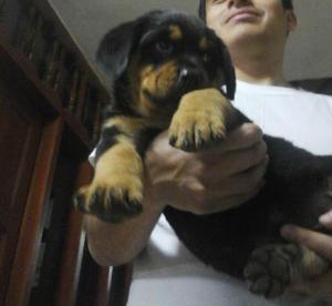 Vendo Cachorros Rottweiler