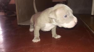 Venta de cachorros pitbulls