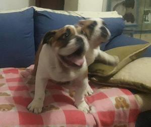 bulldog ingles machito