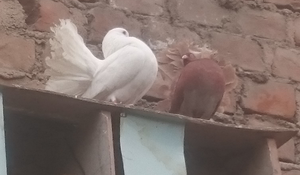 palomas colipavas en venta