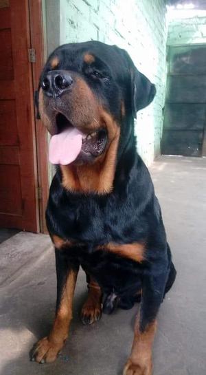 Ala venta de una parejita de cachorros rotwailer con 1mes y