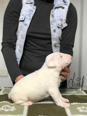 Bull Terrier Cachorras