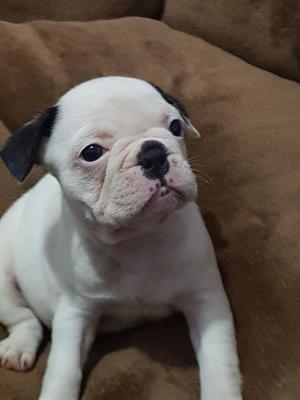 Bulldog Frances