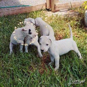 Cachorritas Dogos