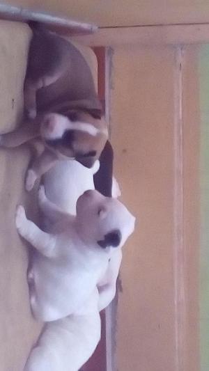 Cachorro Pitbull fusin Bull terrier
