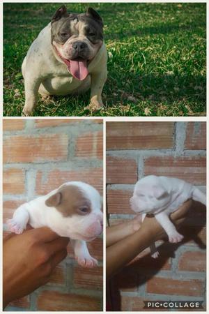 Cachorros American Bully