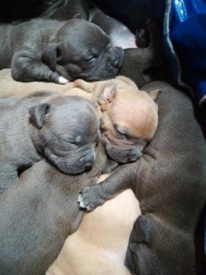 Cachorros American Bully