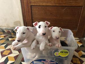 Cachorros Bull Terrier