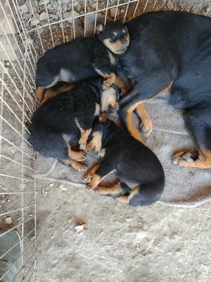 Cachorros Rottweiler