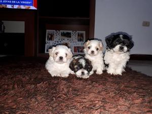 Cachorros Shihtzu