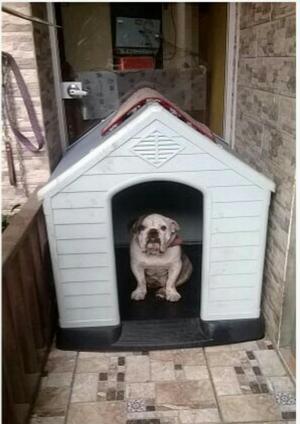 Casa para Mascota Grande