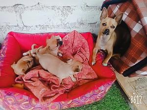 Chihuahua Cachorros