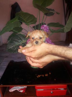 Chihuahua con Yorkshire Terrier