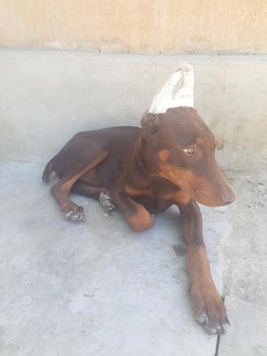 Doberman 4 Meses