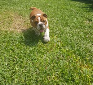 Hermoso Bulldog ingles 2 meses y medio