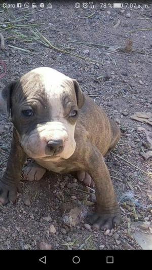 Hermosos Cachorritos