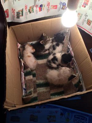 Hermosos Gatitos en Adopción Rescatados Bebes Ayudame