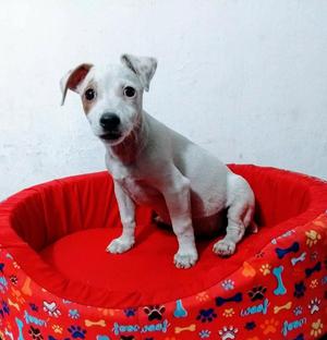 Jack Russell de 3 Meses