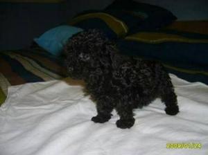 Poodle Toy Negro