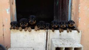 Rottweiler