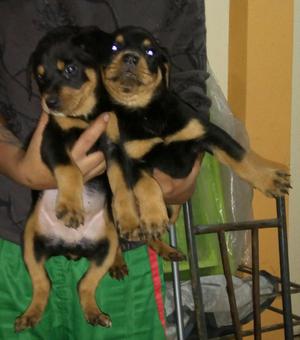 Rottweiler hembras