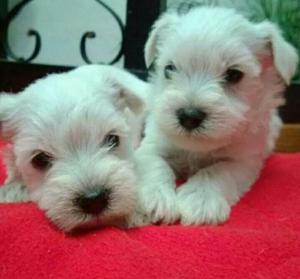 Schnauzer Blancos Vacunados