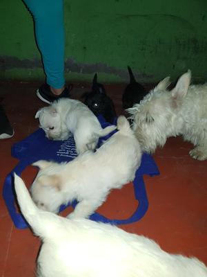 Scottish Terrier Color Trigo Y Blancos