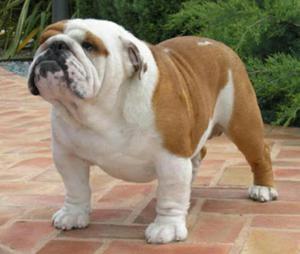 Se Vende Bulldog Ingles Pedigre Porviaje