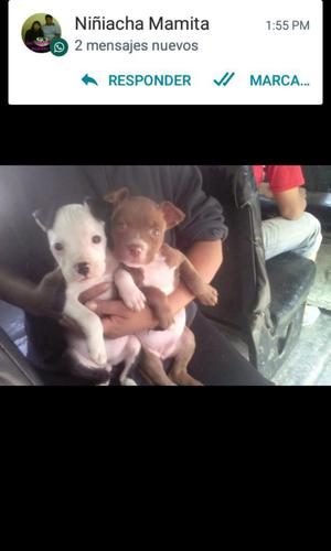 Se Vende Pitbull