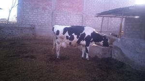 Vacas Holstein de Buena Producción
