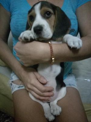 Vendo Cachorra Beagle