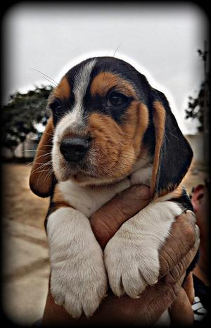 Vendo Cachorros Beagle Tricolor