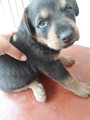 Vendo Perritos Rotwailer