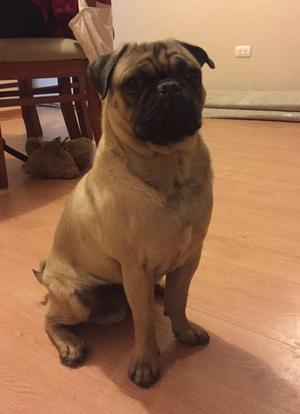 Vendo Pug