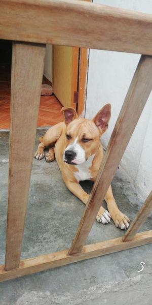 American Bully Fusion 2da Generacion