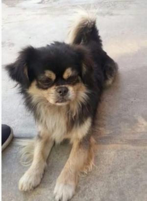 Bello Pekinés Busca Hogar