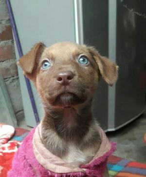Cachorra Ojos Azules en Adopción