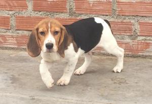 Cachorro Besgle tricolor