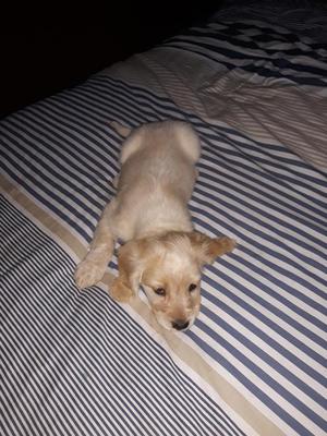 Cachorro Cocker