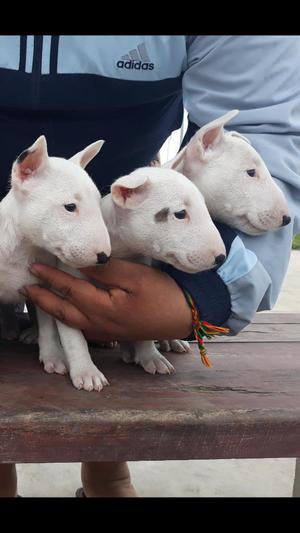 Cachorros Bull Terrier Disponibles