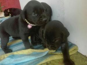 Cachorros Labradores Negros