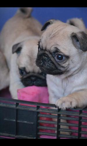 Cachorros Pug Carlino Ñatos