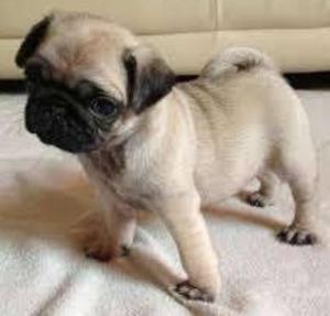 Ccachorros Pug Carlinos....